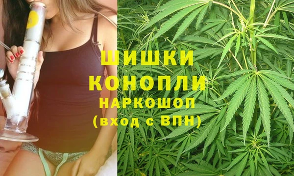 сатива Бородино